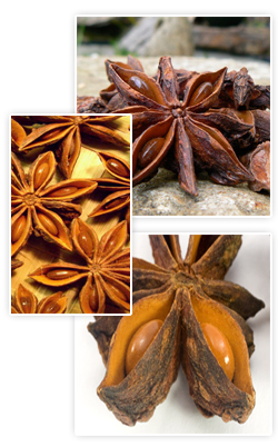 Anise Stars, Badain, Badiana, Chinese Anise, spice, spices, exporter of anise, anise spice, mirchi, healthy food, best for your health, anise plant, natural anise from pakistan, wholesaler of anise spice