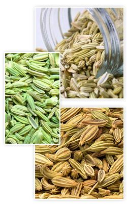 Common Fennel, Florence Fennel, Large Fennel, Sweet Fennel, Wild Fennel, spices, exporter of fennel seed, spice, mirchi, exporter of fennel seed, healthy food, best for your health, export quality fennel seed, fennel seed plant
