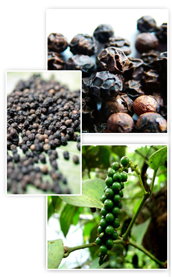 exporter of black pepper, spice, mirchi, quality black pepper, healthy food, best for your health, black pepper plant, black pepper and health, black pepper suppliers, black pepper spice, trade in black pepper